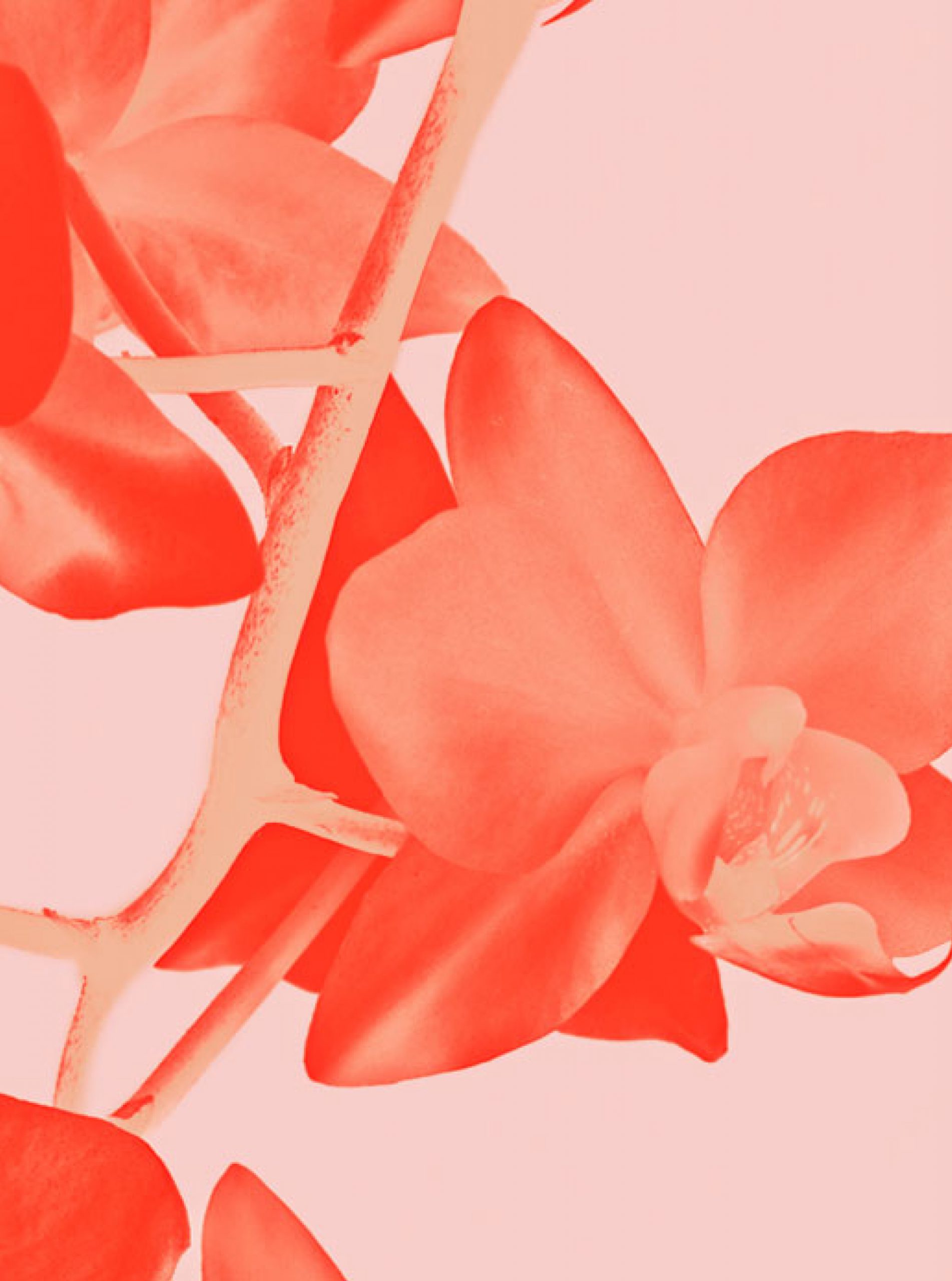 Capsule – Duplicate